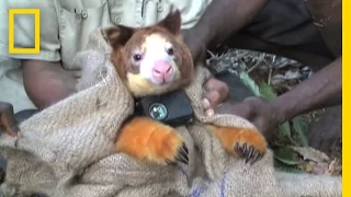 Adorable Tree Kangaroos Fitted With Tiny Video Cameras | National Geographic