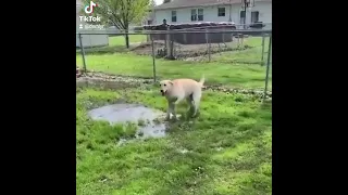 #dog a blind dog detects a puddle слепая собака которая обнаруживает  лужу