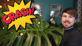 Plant Price Crash! Exploring the Plant Craze and Price Crashes (12 Plants)