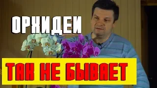 Орхидеи 2 месяца цветения в грунте без остановки, уход, полив. Такое возможно?