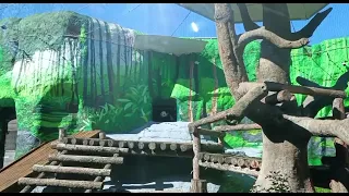 ЖдëТе?? Ну ждИте, ждИте🐼👀🤣🔥👍🥰baby Panda MOScow zoo 🐼👀🤣🔥👍🥰