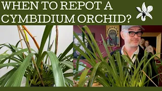 When should you repot a Cymbidium orchid? How do you repot a Cymbidium orchid!?