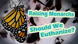 Raising Monarchs - Should We Euthanize? (Help The Monarch Butterfly)