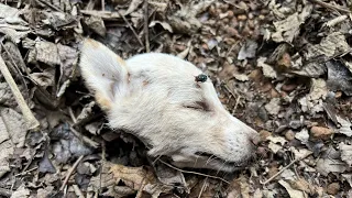 Puppies Rescued With ~Maggots&Wounds ,help me😓