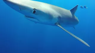 Blue shark diving in the Azores