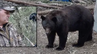 Tense Moment with a 360lb Black Bear. {Bow Hunting in Alberta}