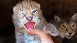 KITTENS don't let lynxes walk quietly / Refused to breed Savannah