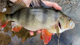 XL Redfin fishing in a SMALL creek system