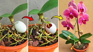 Using an egg to breed orchids, only a month will grow many roots and flowers bloom non-stop