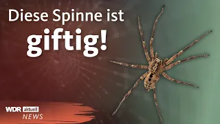 Giftige Nosferatu-Spinne breitet sich in Deutschland aus | WDR Aktuelle Stunde