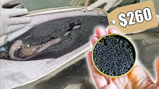 Why Black Caviar Is So Expensive | How Sturgeon Caviar Is Farmed and Processed