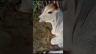 👌cow cute baby video|cow shorts|cow baby voice|#shortsfeed #cowbaby #animals #viral #cowvideo|#AZ04