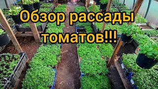 Способы выращивания рассады томатов в больших объемах на продажу!!!