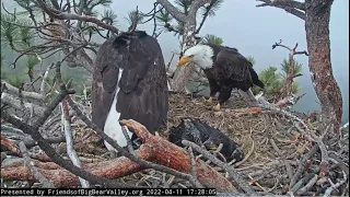 Squabble over a fish  Family dinner Big Bear Bald Eagle Live Nest Cam