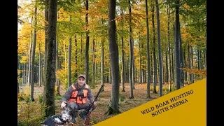 Wild boar hunting South Serbia/LOV NA DIVLJU SVINJU