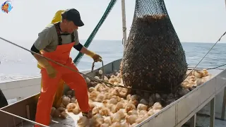 Pesca medusas - Los pescadores capturan y recolectan cientos toneladas medusas