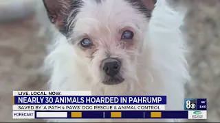 Nearly 30 animals rescued following hoarding case in Pahrump