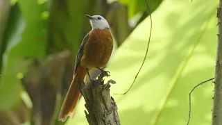 White-headed Robin Chat- world's first documented nest protected by local community in Angola