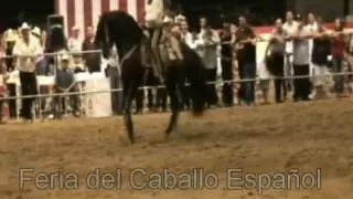 Caballos El Ranchero y el Molinete de Ezequiel Peña en Feria del Caballo Español 2009