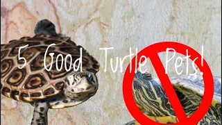 5 Aquatic Turtles That Make Good Pets Better Than Red Eared Sliders!