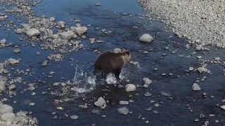 Медведь на Плато Путорана, река Микчангда