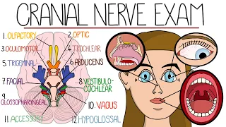 The Cranial Nerve Examination (Includes Name & Function Mnemonics)