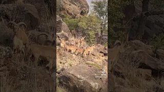 West Texas Aoudad Sheep Come Hunt H.E. Sproul Ranch #royhurley #sproulranch #aoudad