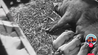 Свиноводство в СССР 1970 год - интересное видео 1ч.