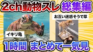 【2ch動物スレ】イキったウミガメ、ダイバーに中指を立てる/これは可哀想・・・蛇がライフルを飲み込んでしまった結果!他