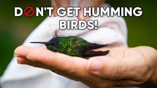 Don't Get Hummingbirds | Can You Have Hummingbirds As Pets?