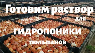 Секретный раствор для гидропоники тюльпанов. Наводим вместе