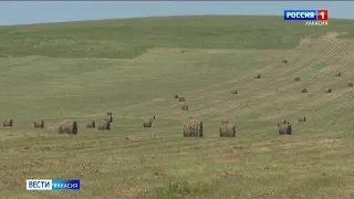 В Хакасии в разгаре сенокос. В этом сезоне трава хорошая говорят аграрии