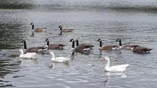 Heaton Park Boating Lake - Wildlife/Birds