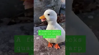 Male & Female Duck Sound! 🦆 #shorts #quack #duck #petduck