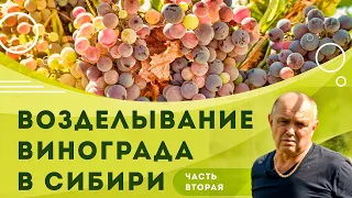 Виноград в Сибири/Часть вторая/Винный погреб, коньяк и домашнее вино