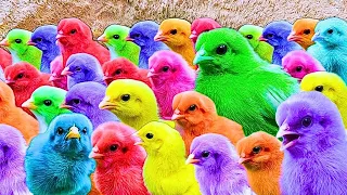 World Cute Chickens, Colorful Chickens, Rainbows Chickens, Cute Ducks, Cat, Rabbits, Animals CUTE