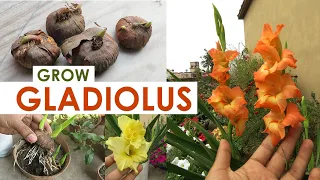 Gladiolus Flower | Gladiolus Bulb Growing Tips | Gladiolus Plant Care