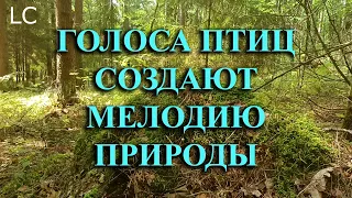 Сокровище природы, которое можно слушать часами.  #музыкадлясна