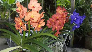 ПОЛЕЙ орхидеи ЭТИМ! ЦВЕТОНОСЫ проклюнутся ВМИГ, КОРНИ полезут! ЭЛИКСИР ПРОБУЖДАЮЩИЙ ОРХИДЕИ