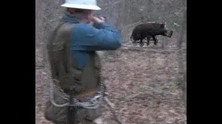 Big Pissed Off Charging Boar!  Wild Hog Hunting  -  Boar Hunting