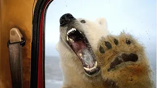 This Polar Bear TORE Aaron Gibbons To PIECES In-front of His Family
