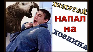 Попугай жако Петруня укусил хозяина😱/funny animal videos