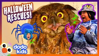 101 Spiders And 1 Grumpy Owl Need Some Help! | Dodo Kids | Rescued!