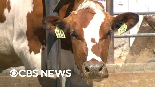 More bird flu tests for dairy cows after grocery store milk findings