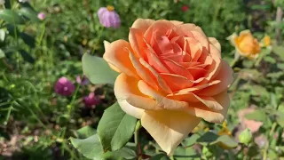 Роза флорибунда - Гейша (Geisha) в июле.