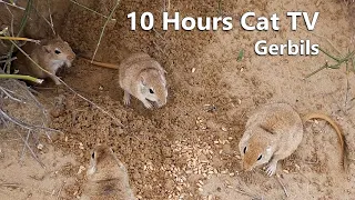 Mouse Hole Digging Videos For Cats to Enjoy - 10 Hours Desert Mouse Fun In Holes For Lovely Cats