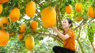 Harvesting Ky Da Grapefruit - The largest grapefruit in the world Goes to the market sell