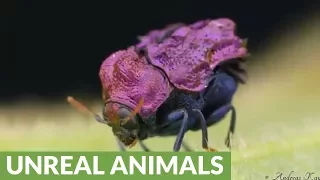 Rare purple beetle from the Amazon rainforest of Ecuador