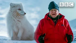 These animals change colour when it snows ❄️🦊  BBC