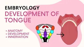 Development of the tongue-Embryology, Head and Neck Anatomy